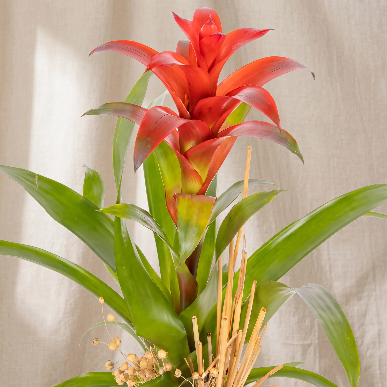 Soft Boho Guzmania Bitkisi