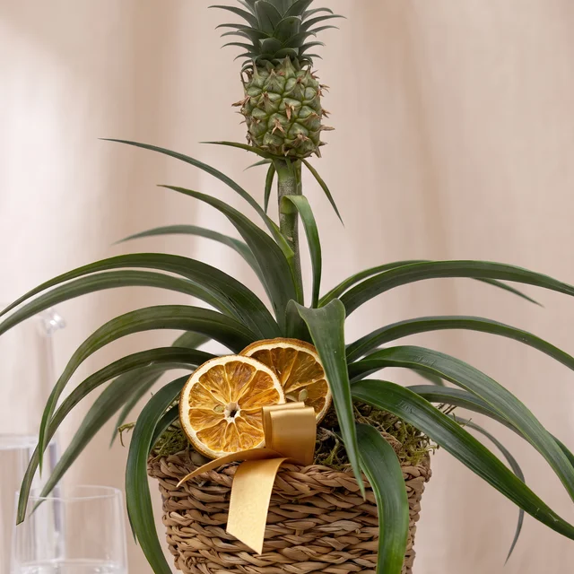 Tropical Sun Mini Ananas