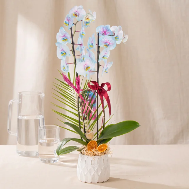 Delicate Çift Dallı Mavi Orkide