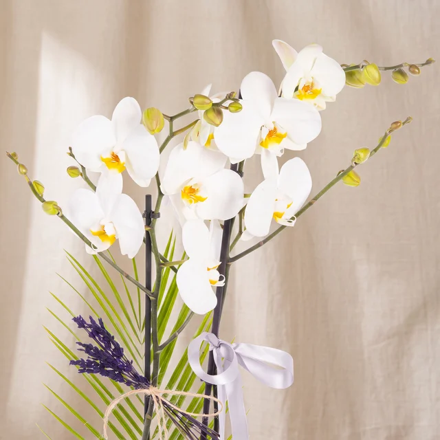 Lavender Pure Orkide