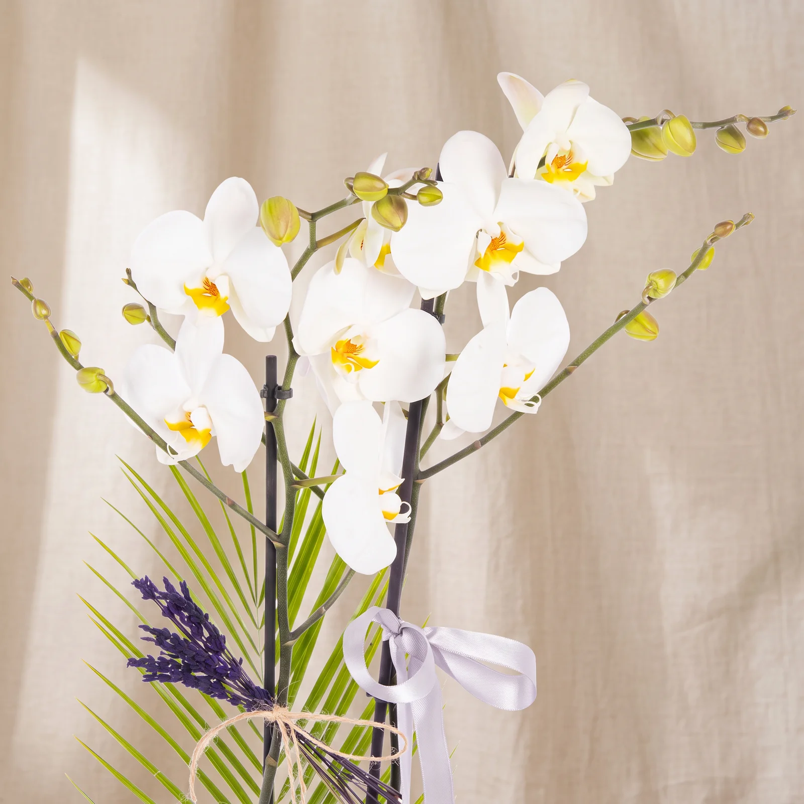 Lavender Pure Orkide