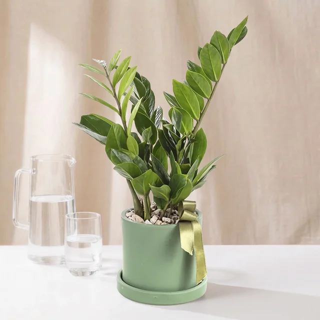 Fresh Emerald Zamia Bitkisi