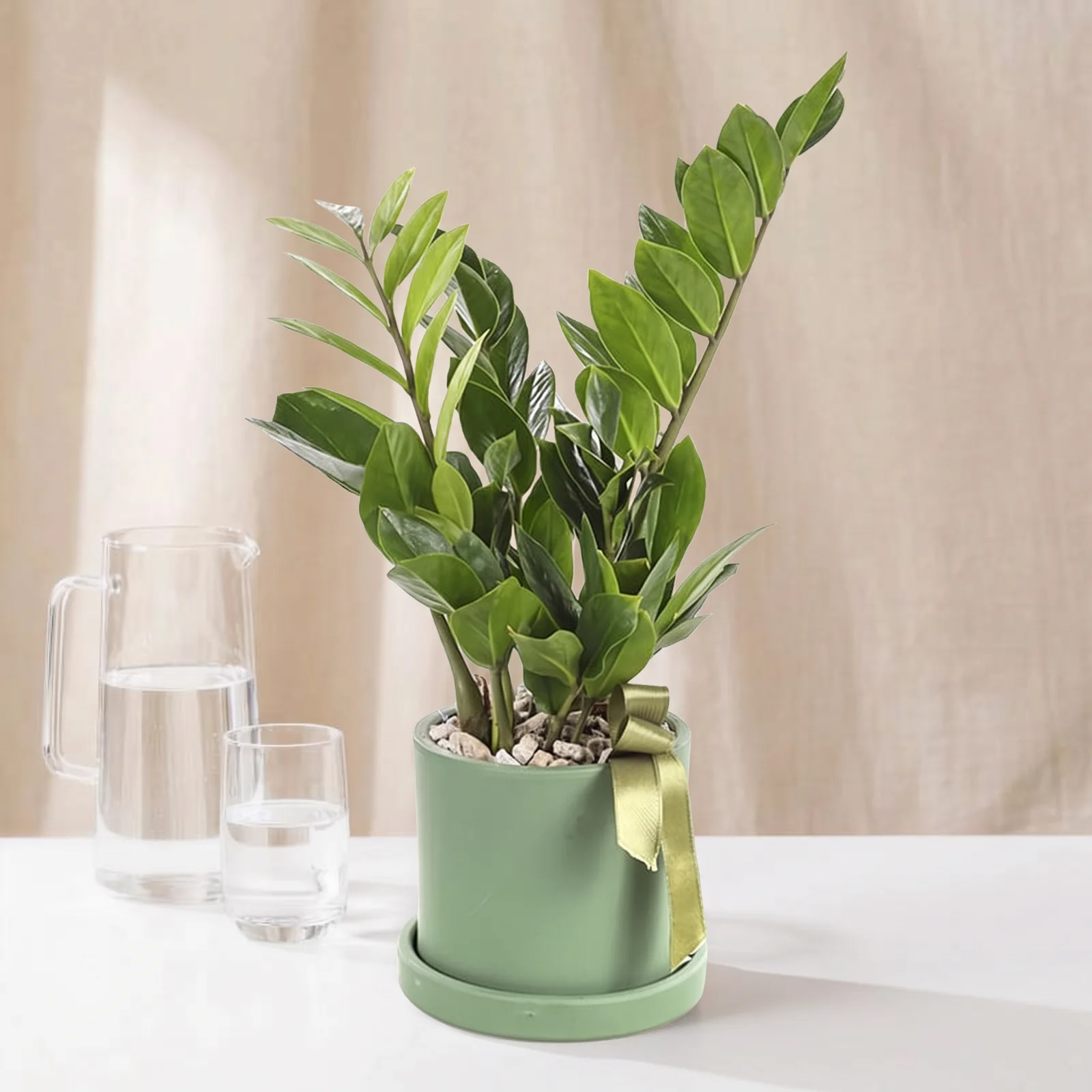 Fresh Emerald Zamia Bitkisi