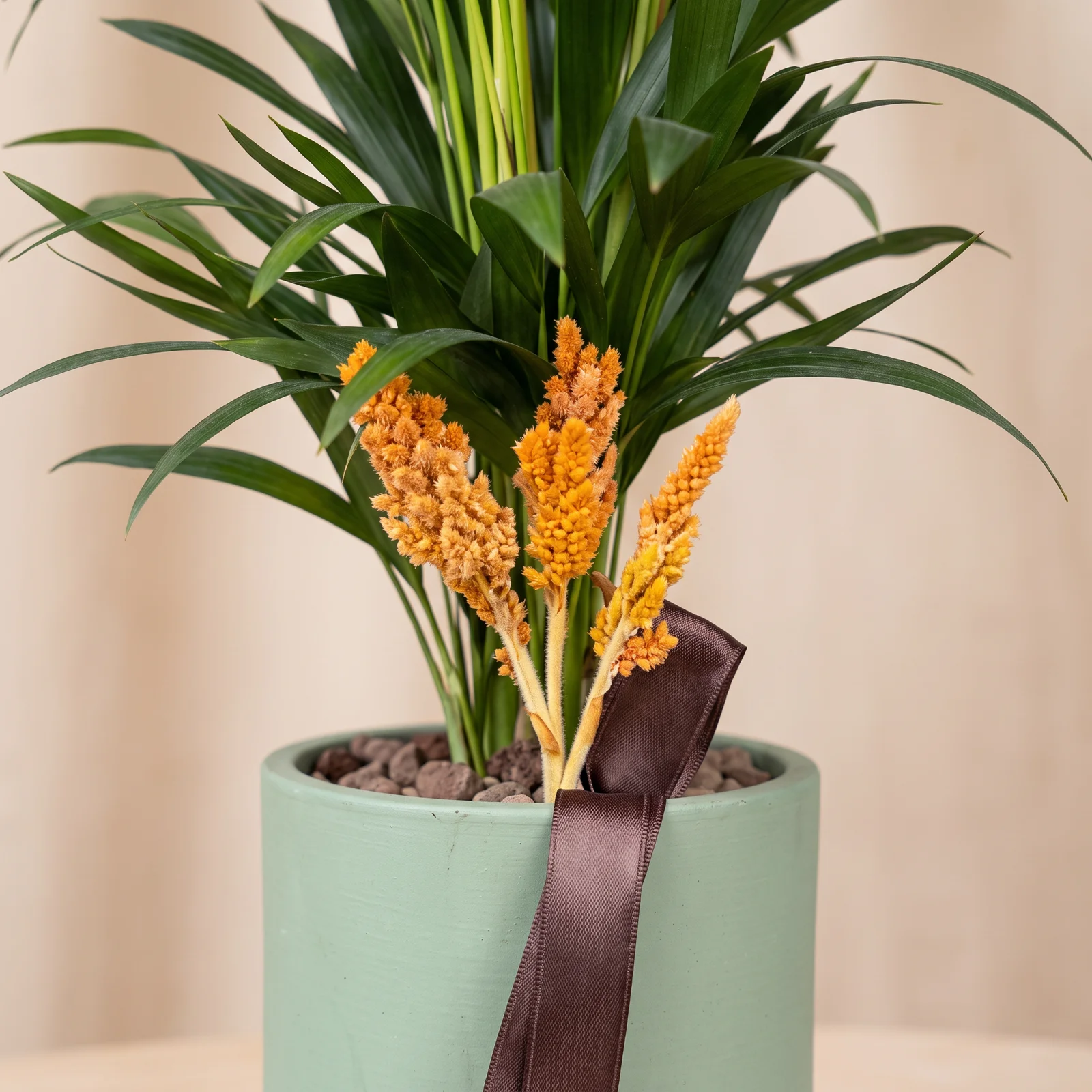 Golden Palm Areka Bitkisi