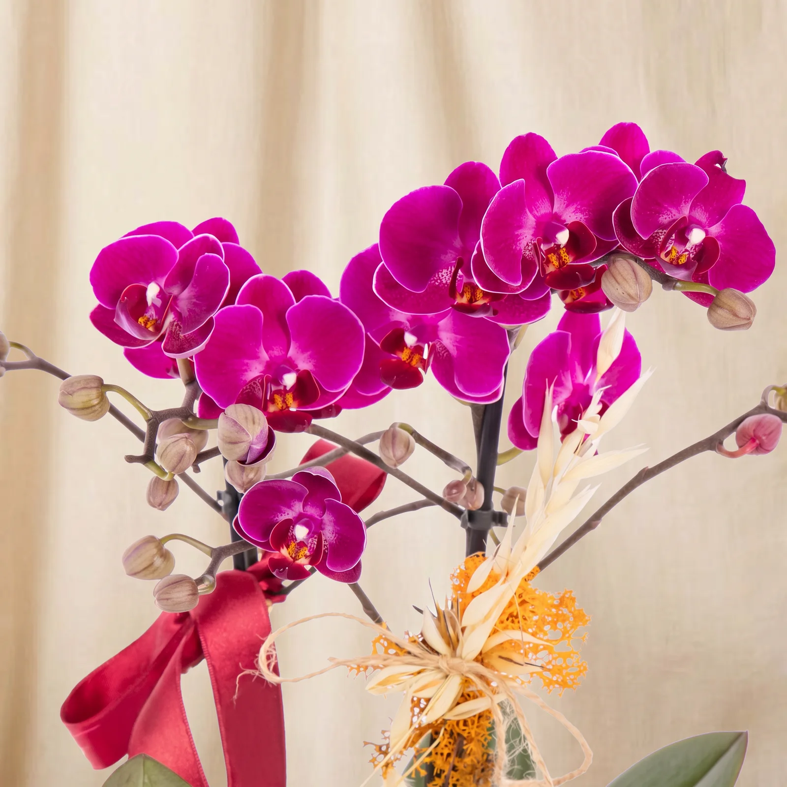 Berry Bloom Fuşya Orkide