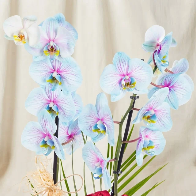 Pastel Azure Çift Dal Orkide