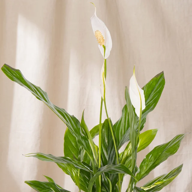 Citrus Pearl Barış Çiçeği