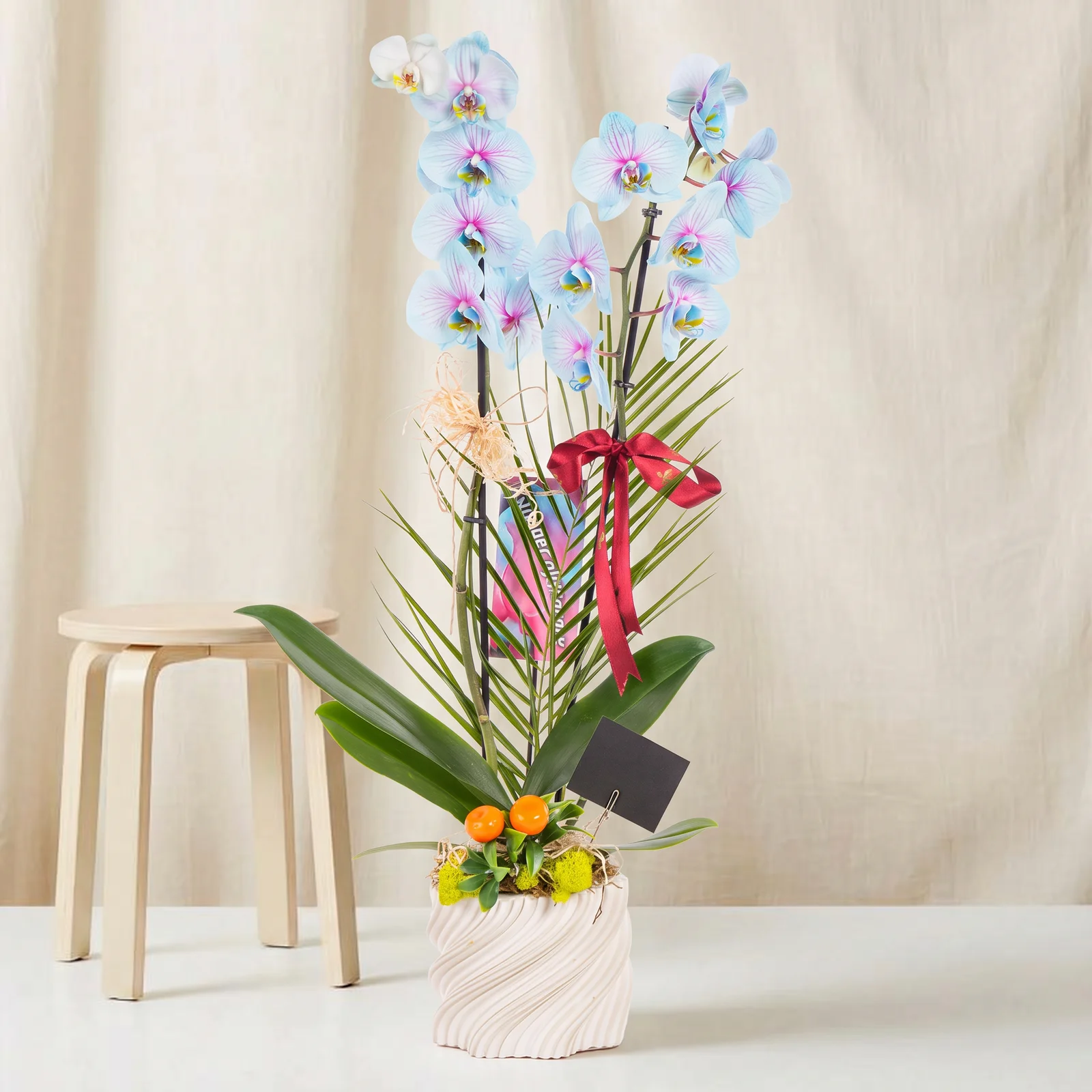 Pastel Azure Çift Dal Orkide