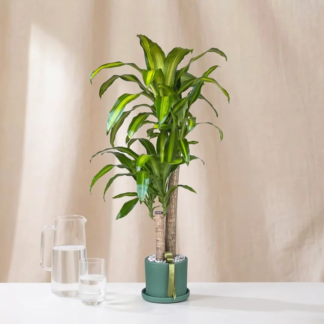 Tropical Massam Bitkisi
