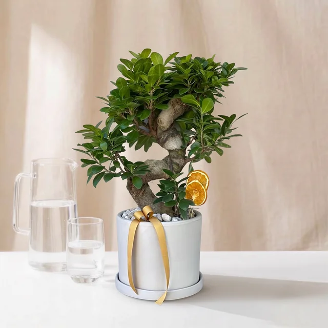 Zen Bonsai Ficus Bitkisi
