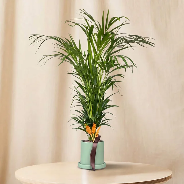 Golden Palm Areka Bitkisi