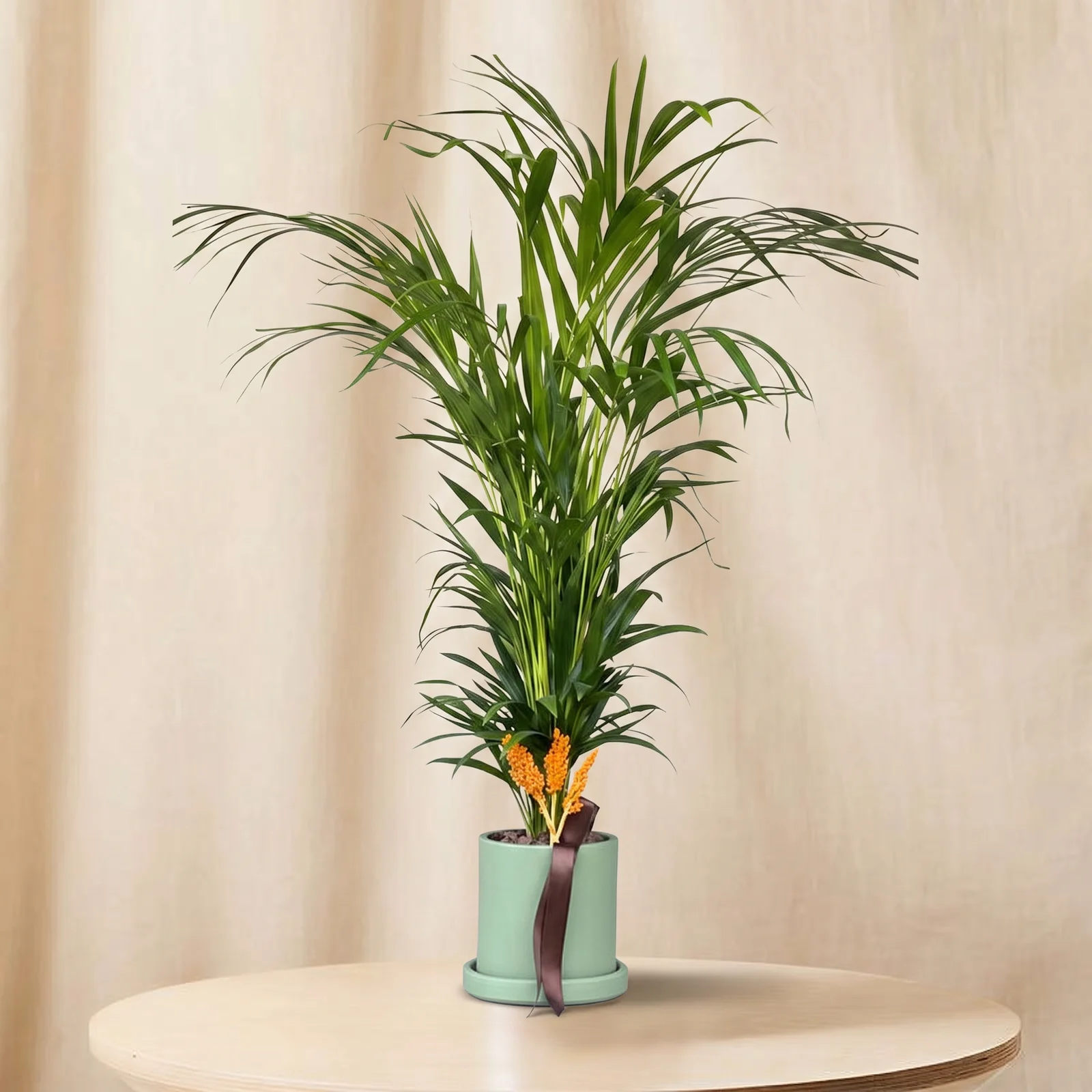 Golden Palm Areka Bitkisi