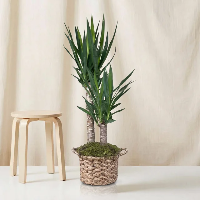 Triple Power Yucca Bitkisi