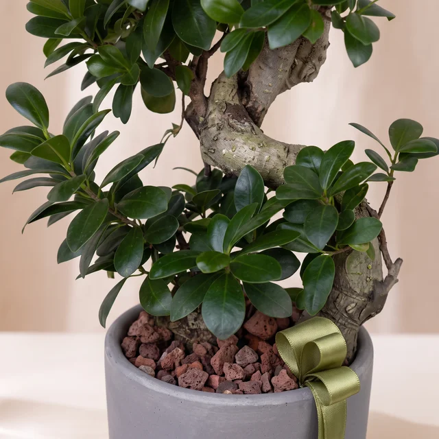 Fresh Ginseng Bonsai Bitkisi
