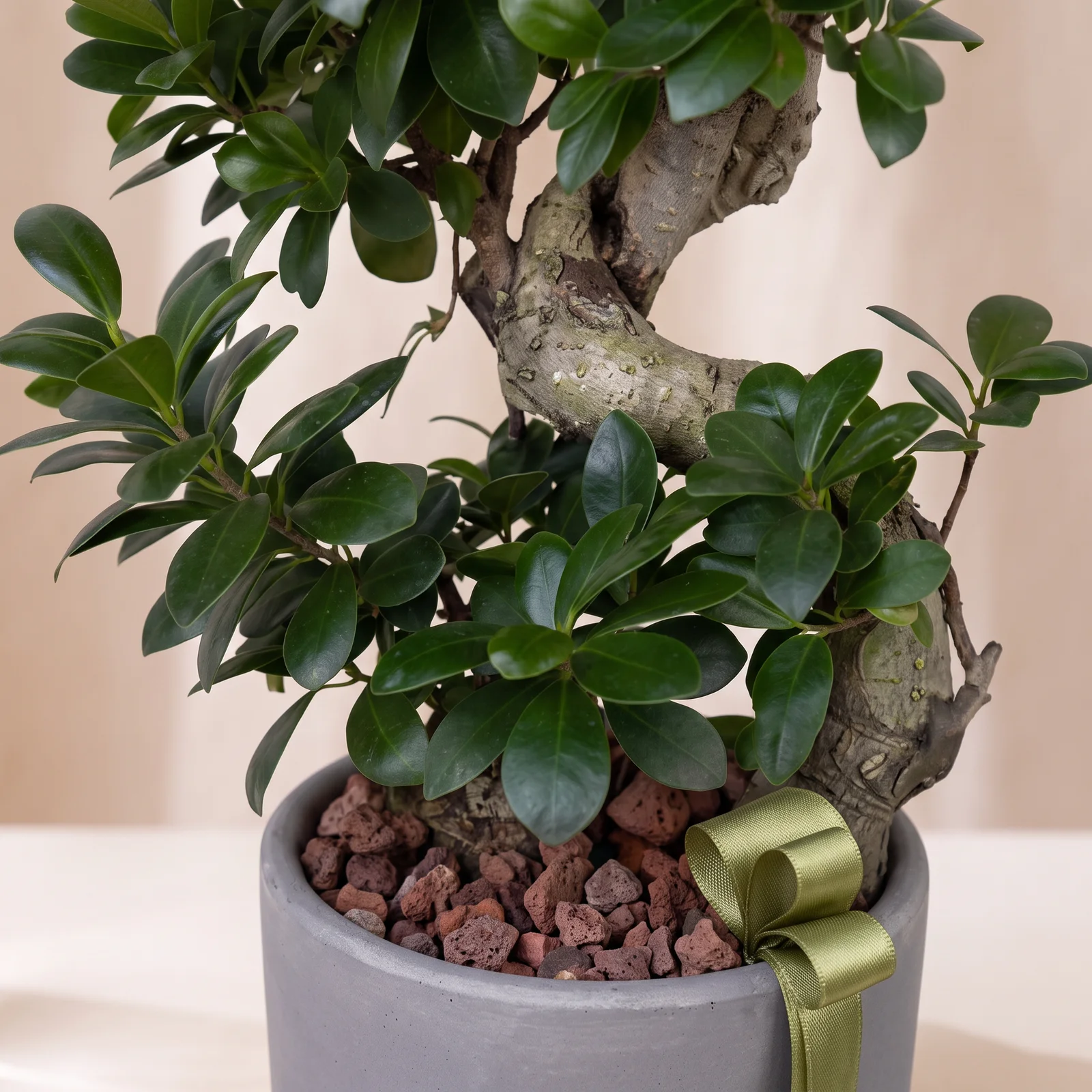 Fresh Ginseng Bonsai Bitkisi
