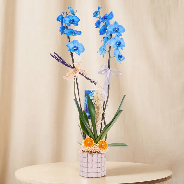 Deep Sapphire Mavi Orkide