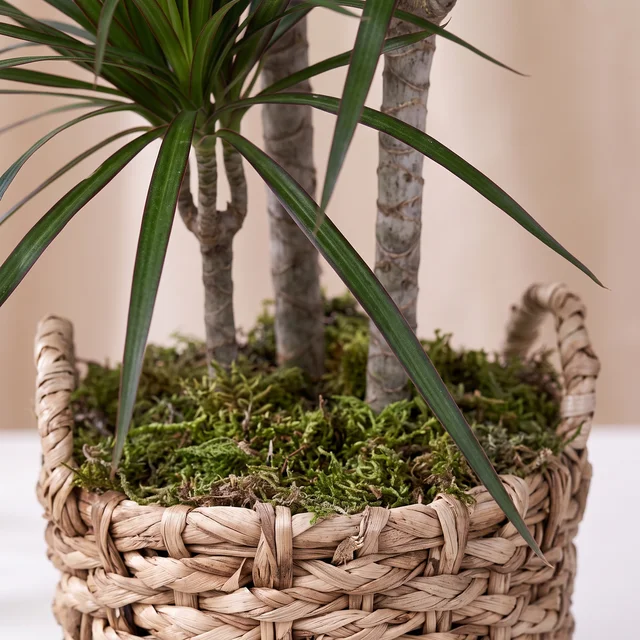 Minimalist Marginata Bitkisi