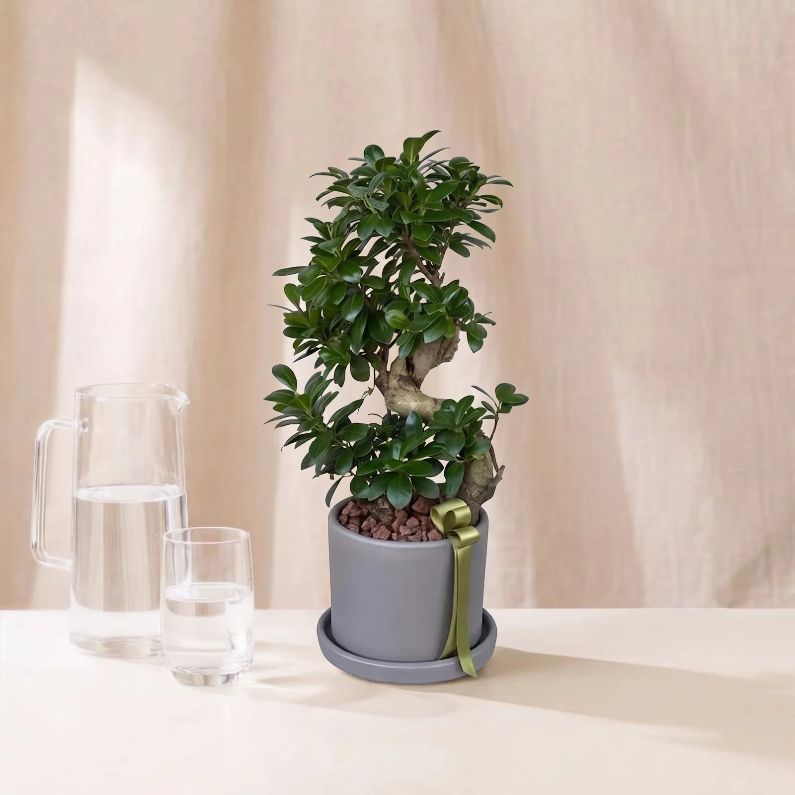 Fresh Ginseng Bonsai Bitkisi