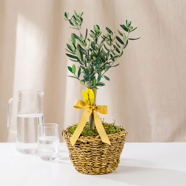 Golden Olive Zeytin Ağacı Bitkisi