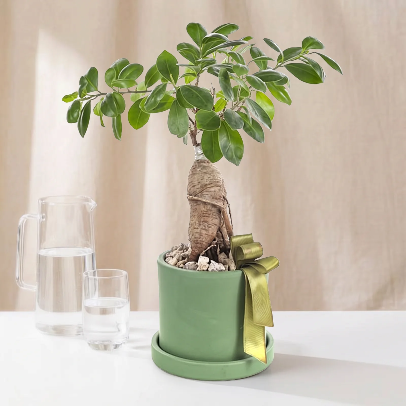 Golden Ginseng Bonsai Bitkisi