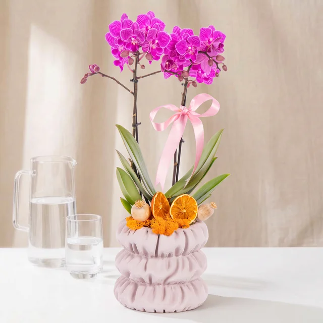 Pink Velvet Fuşya Orkide