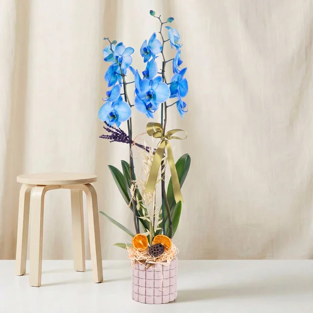 Royal Blue Mavi Orkide