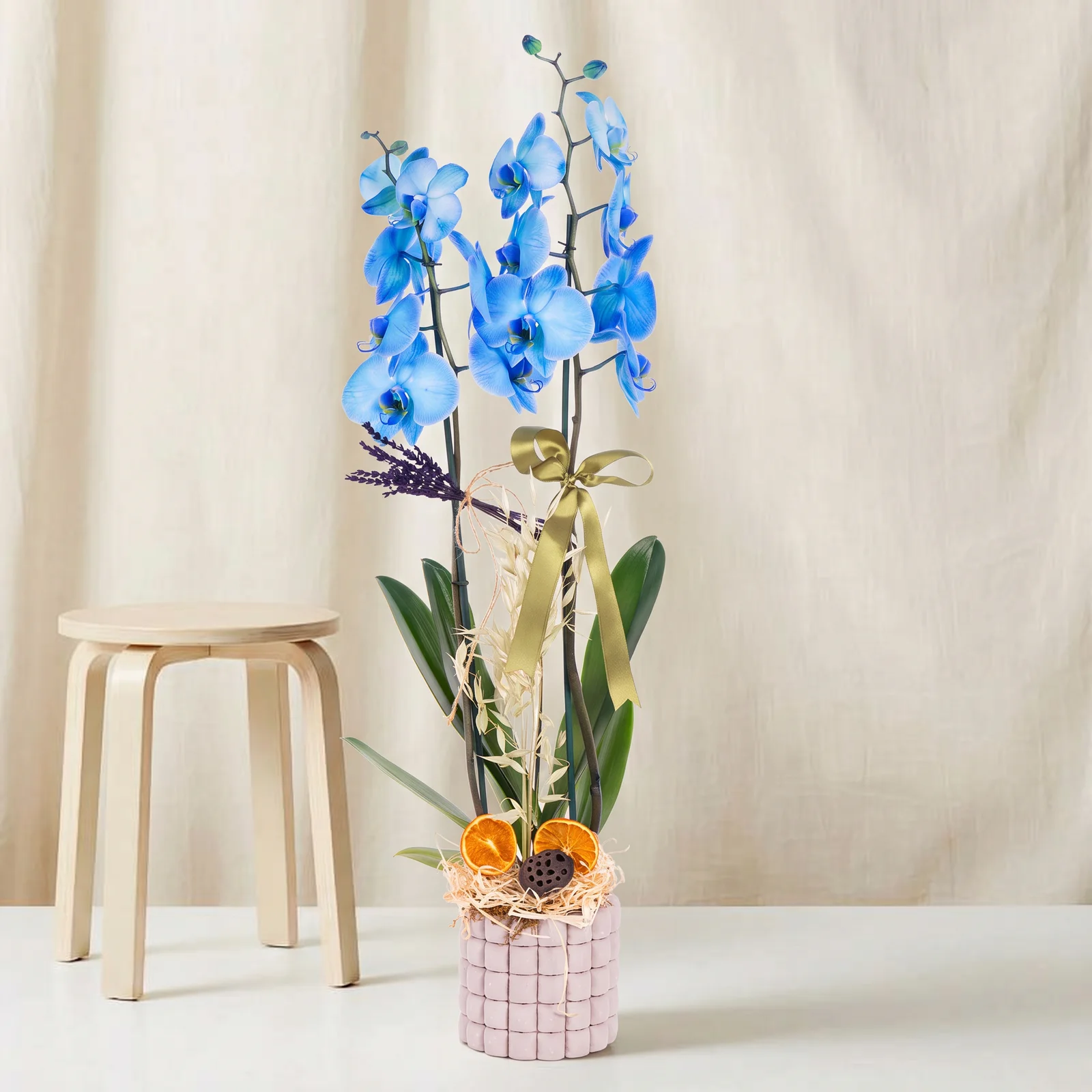 Royal Blue Mavi Orkide