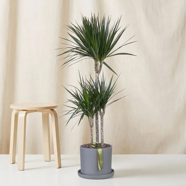 Triple Green Marginata Bitkisi