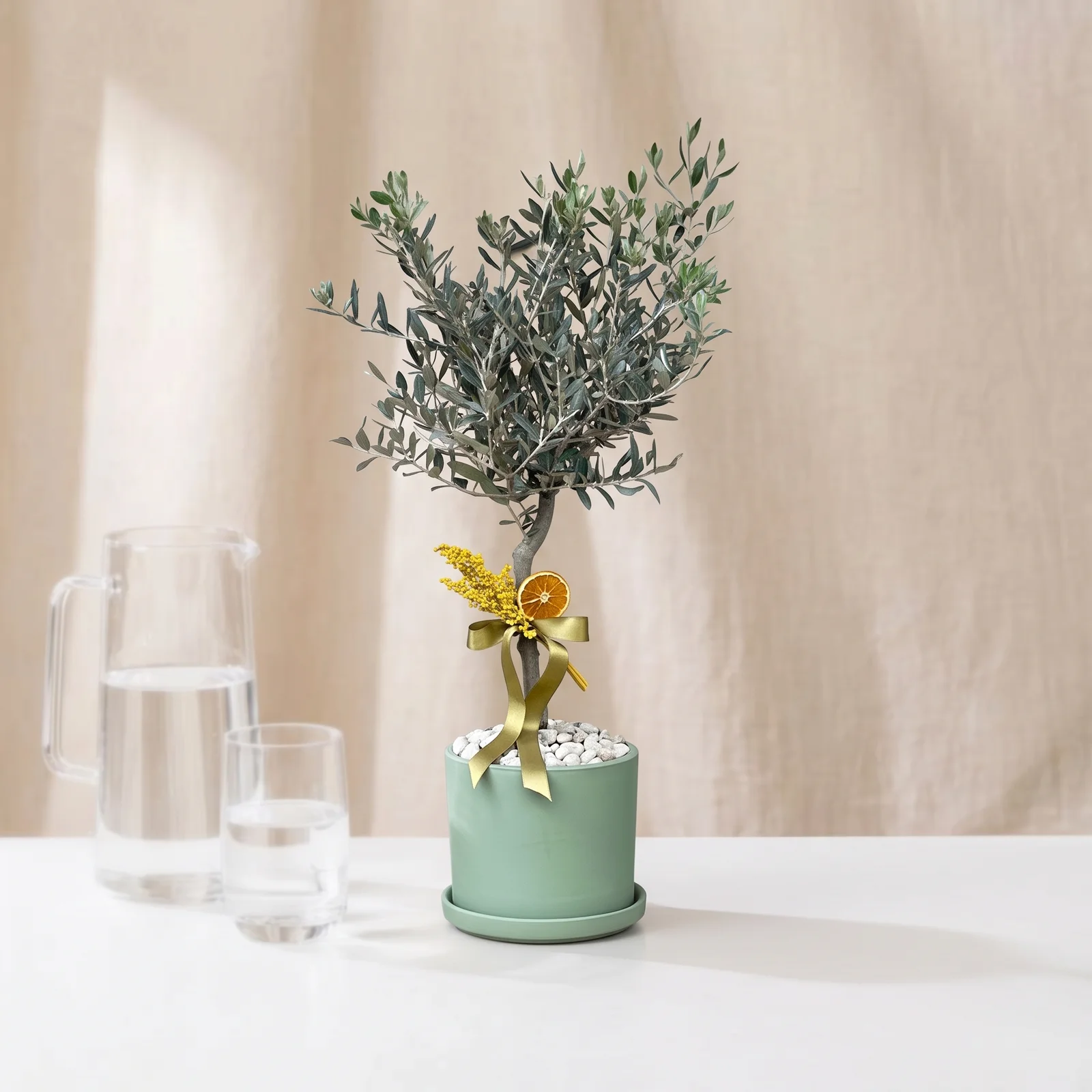 Golden Olive Zeytin Ağacı