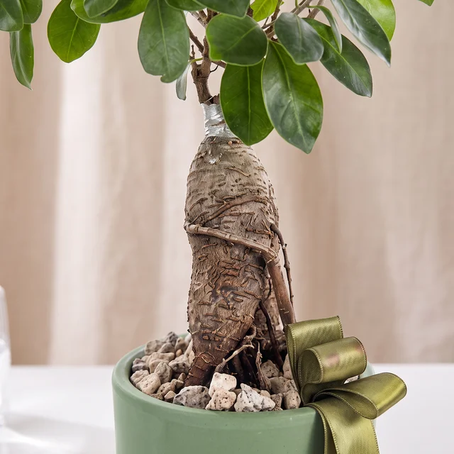 Golden Ginseng Bonsai Bitkisi