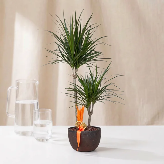 Earth Bronze Dracaena Bitkisi