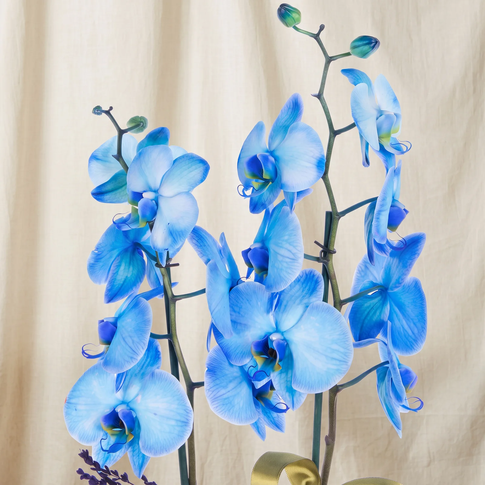 Royal Blue Mavi Orkide