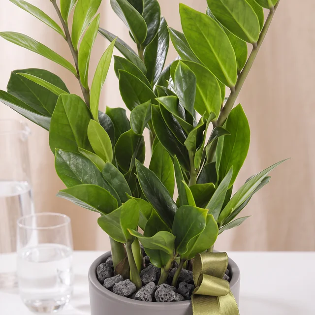 Fresh Emerald Zamia Bitkisi