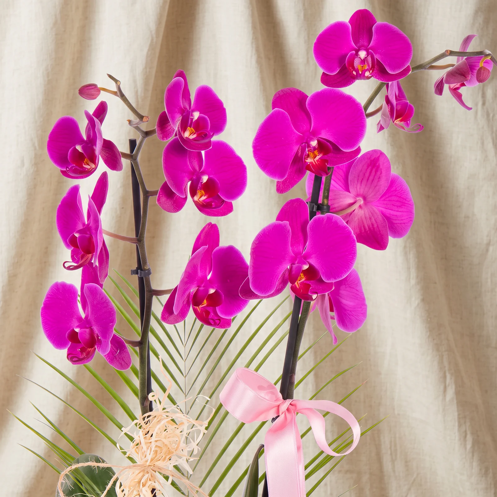Natural Bloom Mor Orkide