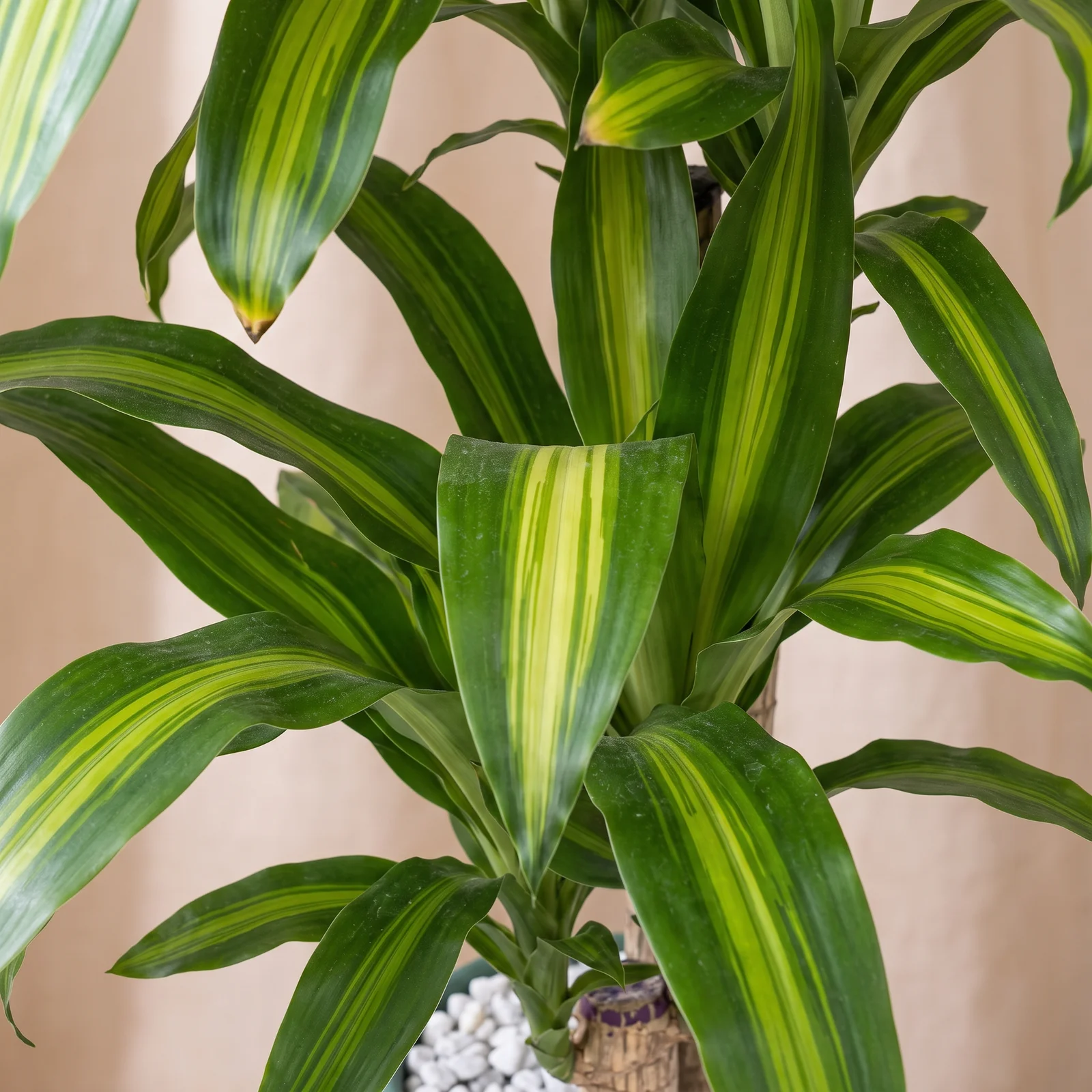 Tropical Massam Bitkisi