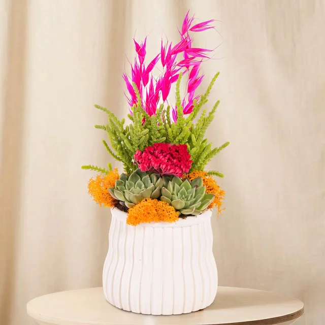 Vibrant Magenta Sukulent