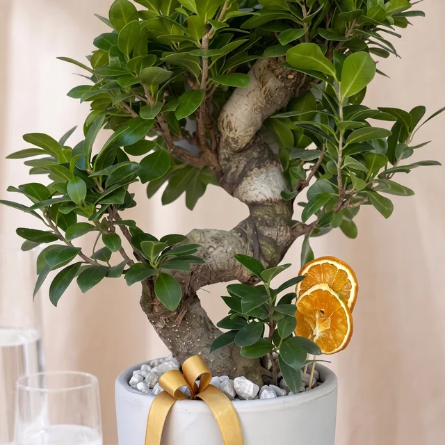 Zen Bonsai Ficus Bitkisi