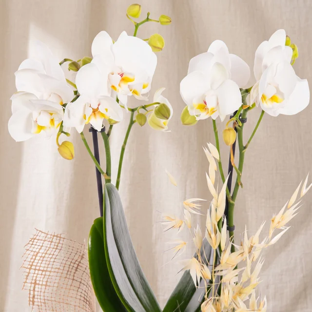 White Serenity Orkide