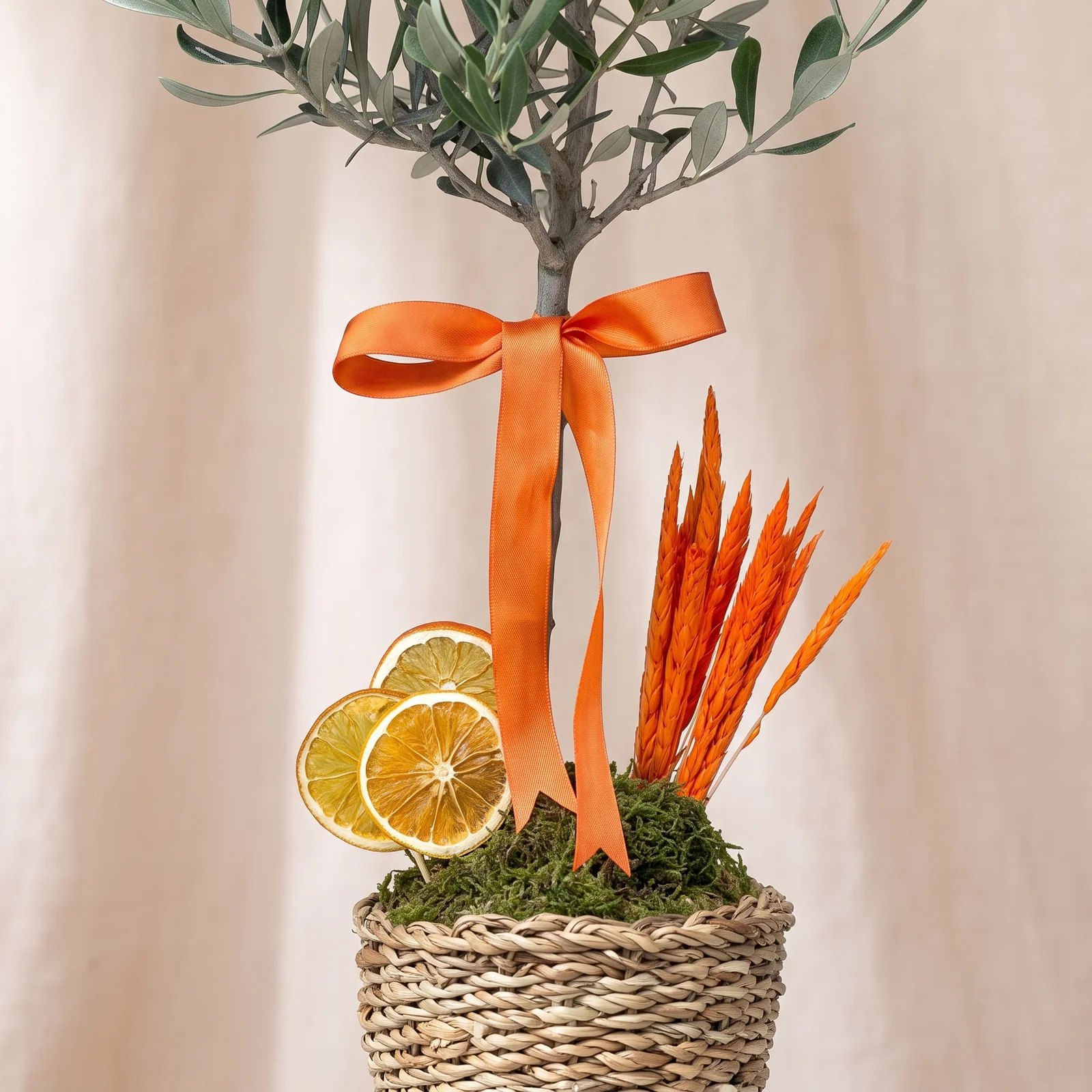 Citrus Olive Zeytin Bitkisi