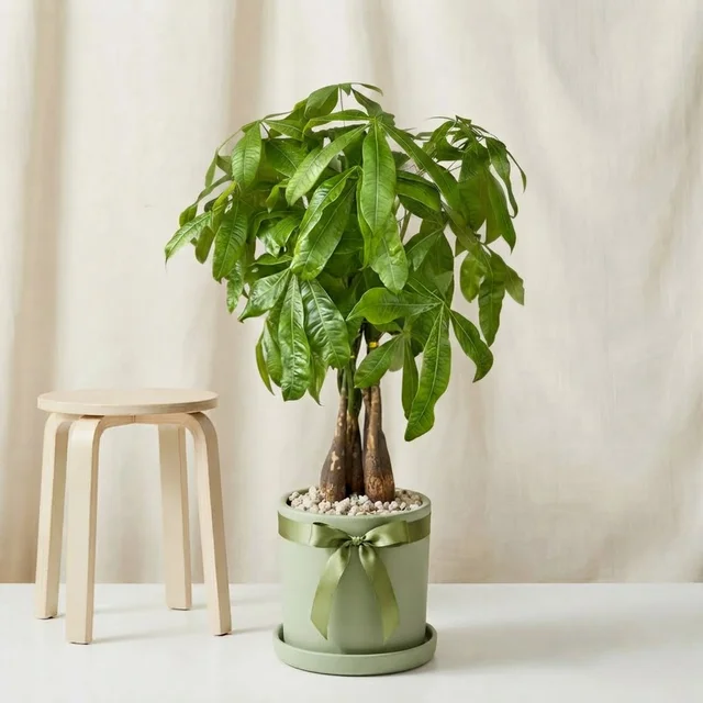 Green Fortune Para Bitkisi