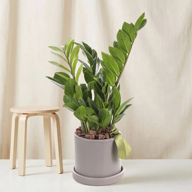 Vibrant Green Zamia Bitkisi