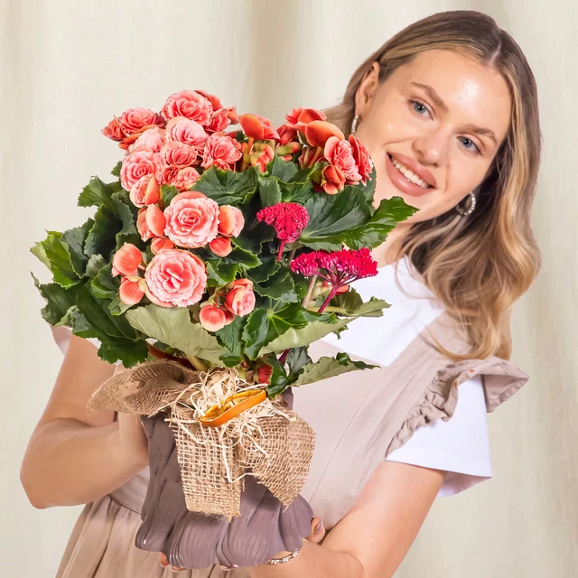 Vintage Coral Begonya