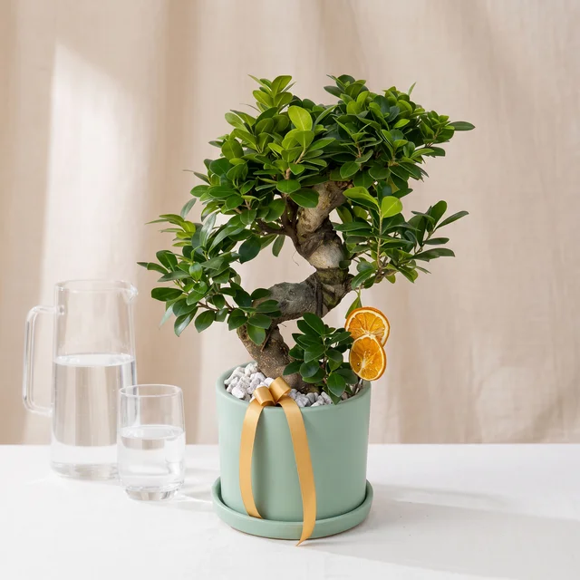 Harmony Ginseng Bonsai Bitkisi