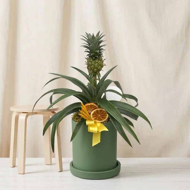 Tropic Ananas Bitkisi