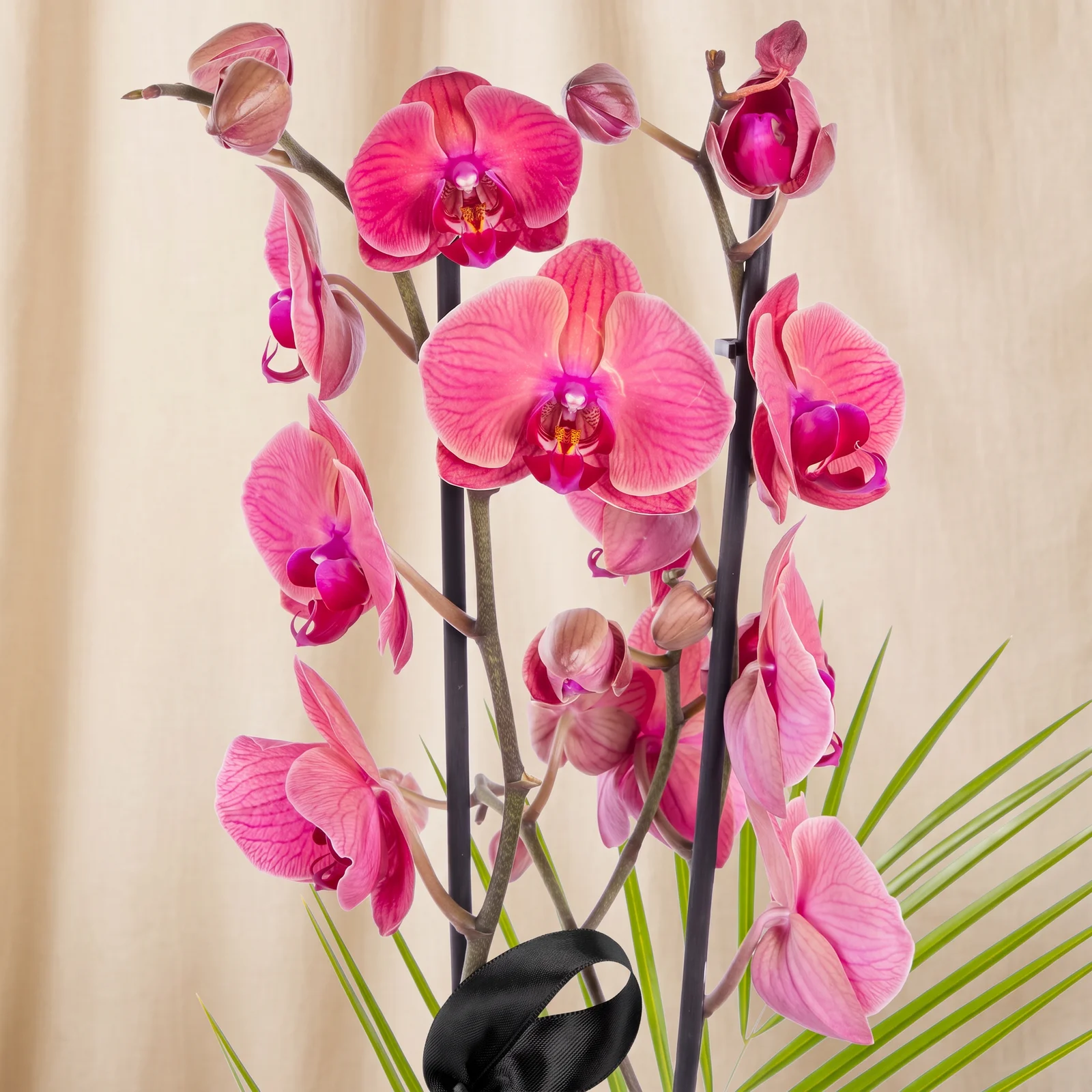 Royal Magenta Fuşya Orkide