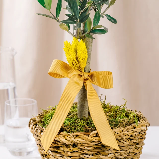 Golden Olive Zeytin Ağacı Bitkisi
