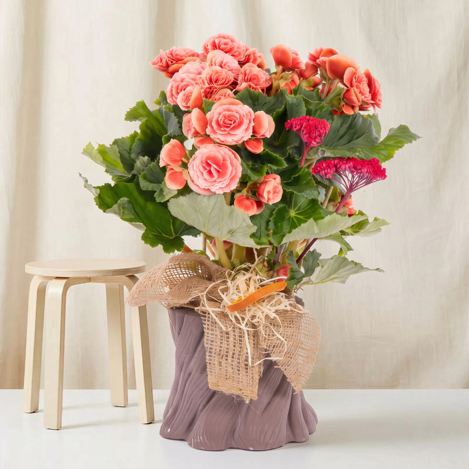 Vintage Coral Begonya
