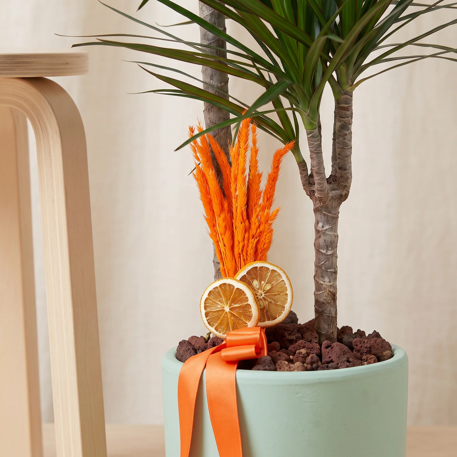 Green Dragon Dracaena Bitkisi