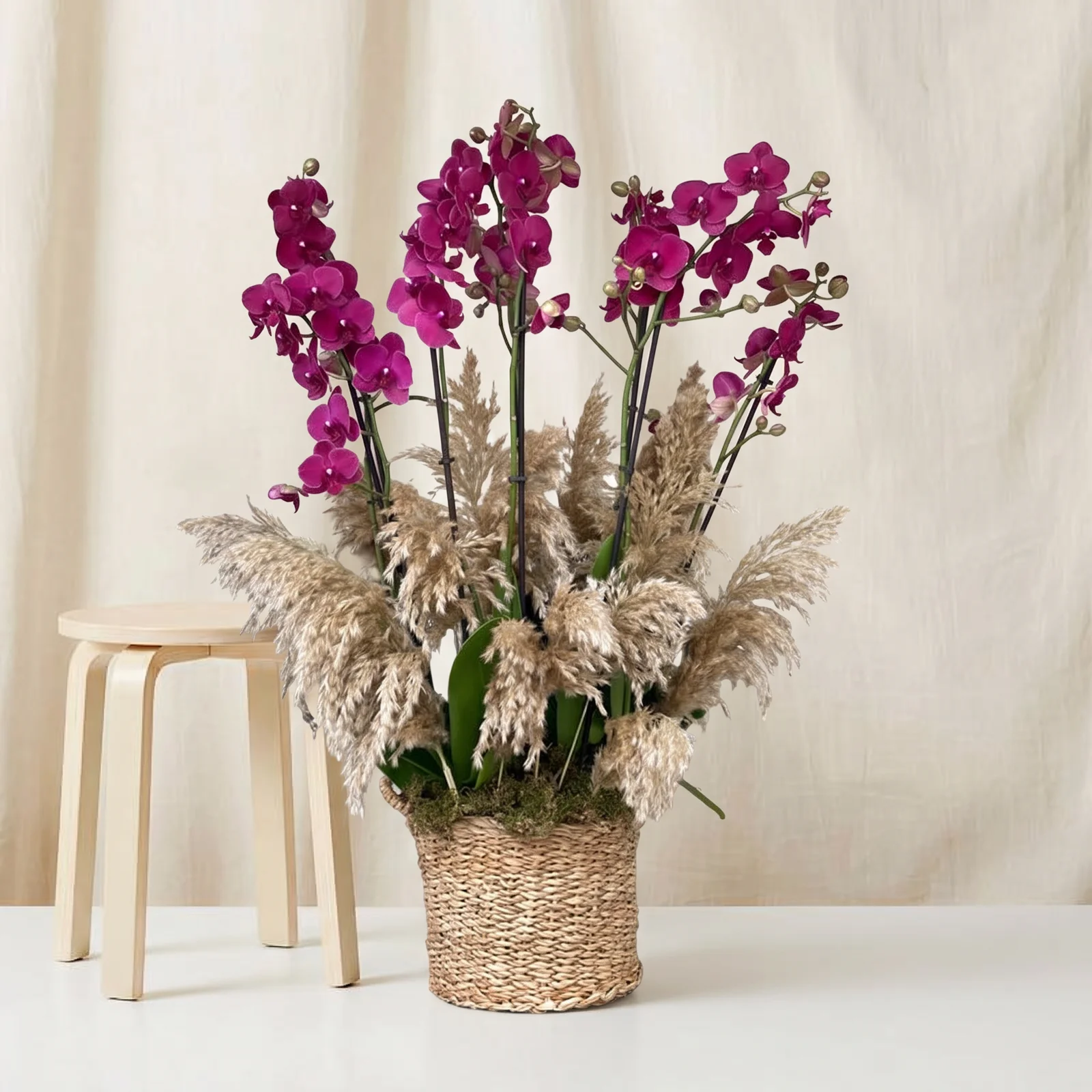 Royal Purple Orkide Bahçesi