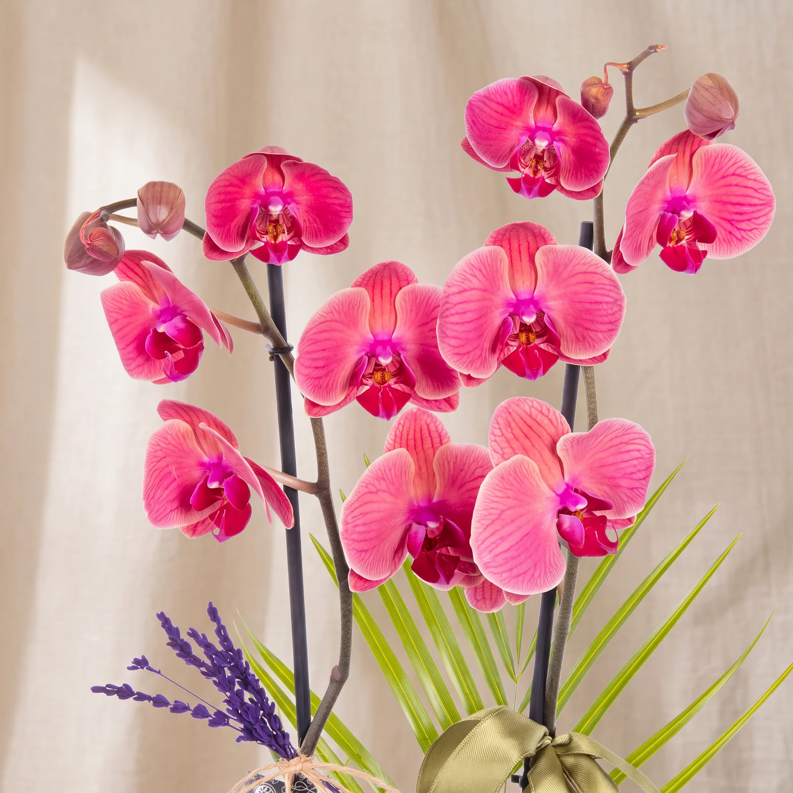 Velvet Magenta Orkide